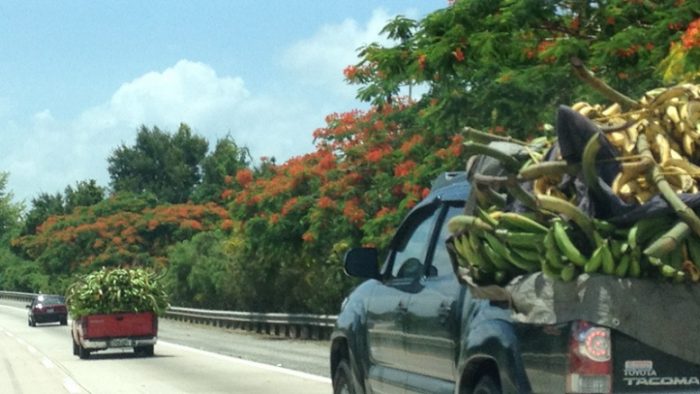 Pisang plantain yang dibawa ke San Juan untuk dijual