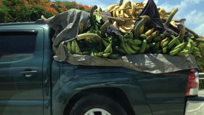 Pisang plantain hijau dan kuning yang dibawa ke kota