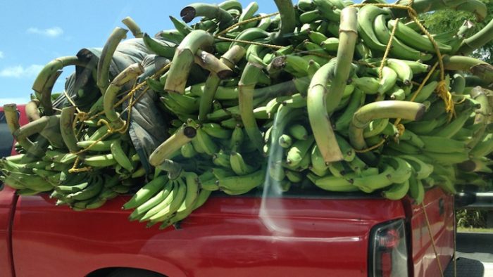 Pisang plantain hijau enak untuk dibuat keripik pisang