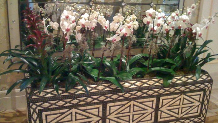 Orchid plants adorning the lobby area